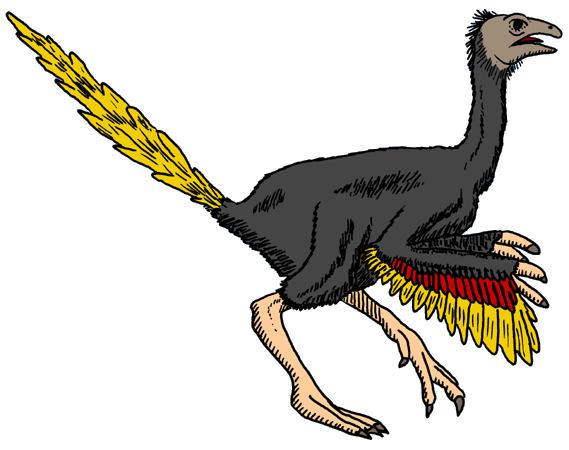 DinosaurierInteresse  Caudipteryx