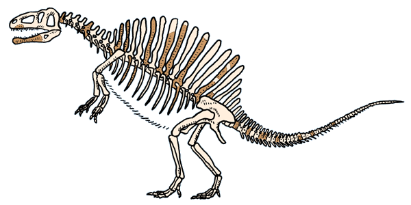 DinosaurierInteresse  SpinosaurusSkelett