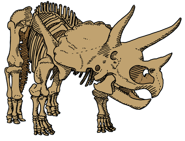 dinosaurierinteresse  triceratopsskelett