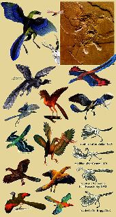 � omniology.com &nbsp;&nbsp;---&nbsp;&nbsp;&nbsp;&nbsp;Archaeopteryx-Rekonstruktionen