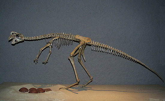 Oviraptor in Stuttgart