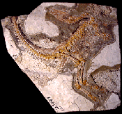 Sinosauropteryx prima in Wuppertal