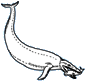 Basilosaurus