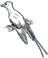 Protopteryx