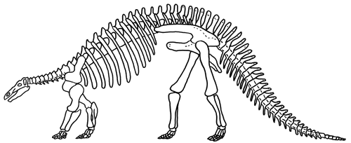 dinosaurierinteresse  begriffe zum skelettaufbau