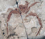fossile Krabbe