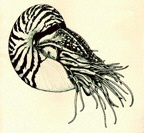 Nautilus