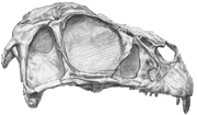 Quelle: Nature   ---    Incisivosaurus 