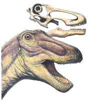 Rapetosaurus krausei