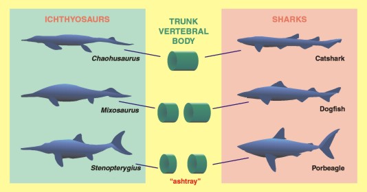 Rückenwirbelentwicklung