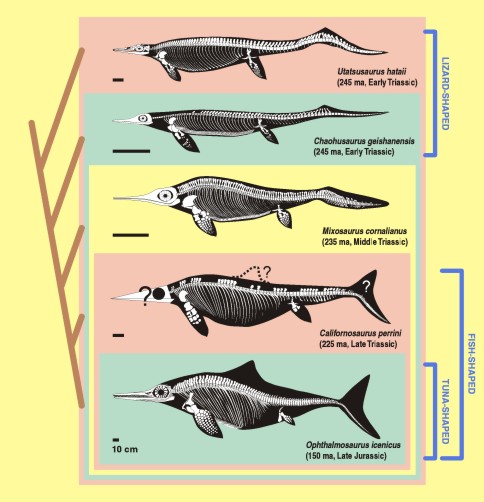Entwicklung der Ichthyosauria