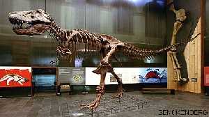 Tyrannosaurus im Senckenbergmuseum